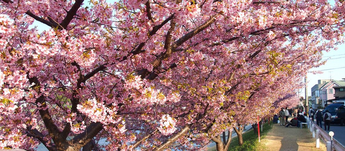 河津桜(カワヅザクラ)ってどんな桜？岡崎の乙川で河津桜を撮る。