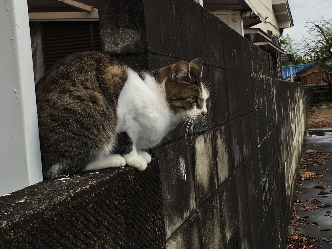 犬山・本町通りの野良猫